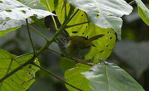 Mountain Masked Apalis