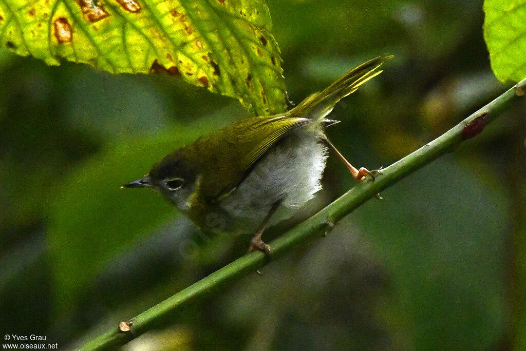 Apalis à face noire