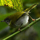 Apalis à face noire