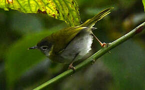 Mountain Masked Apalis