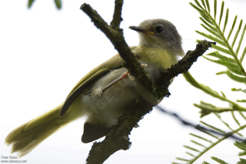 Apalis à gorge jaune