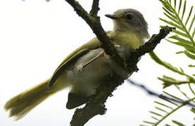 Yellow-breasted Apalis