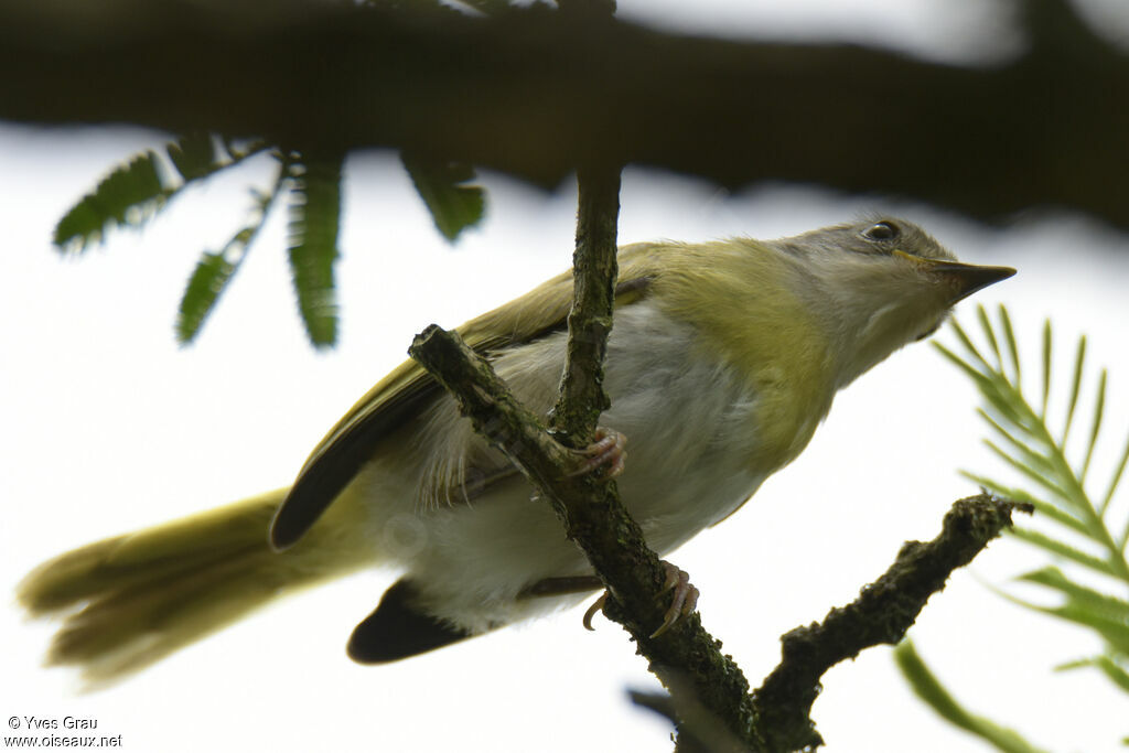 Yellow-breasted Apalis