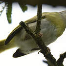 Apalis à gorge jaune