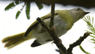 Yellow-breasted Apalis