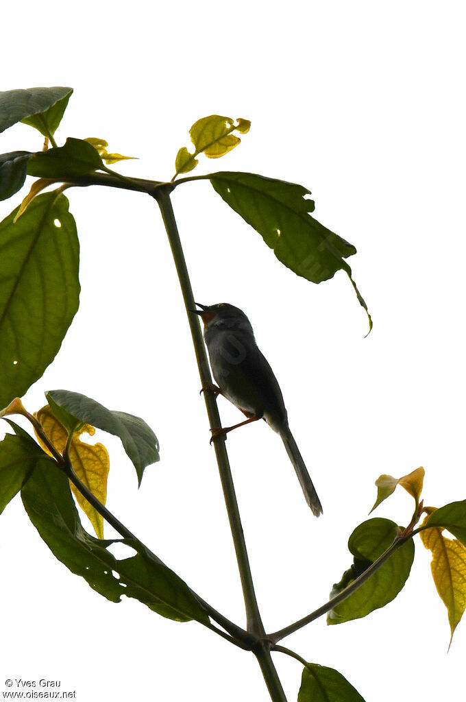 Chestnut-throated Apalis