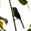 Apalis à gorge marron