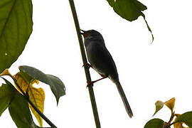 Apalis à gorge marron