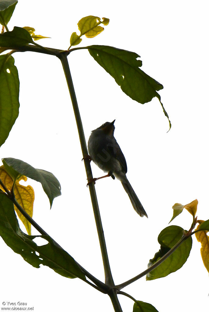 Chestnut-throated Apalis