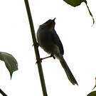 Apalis à gorge marron
