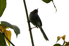 Apalis à gorge marron