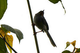 Apalis à gorge marron