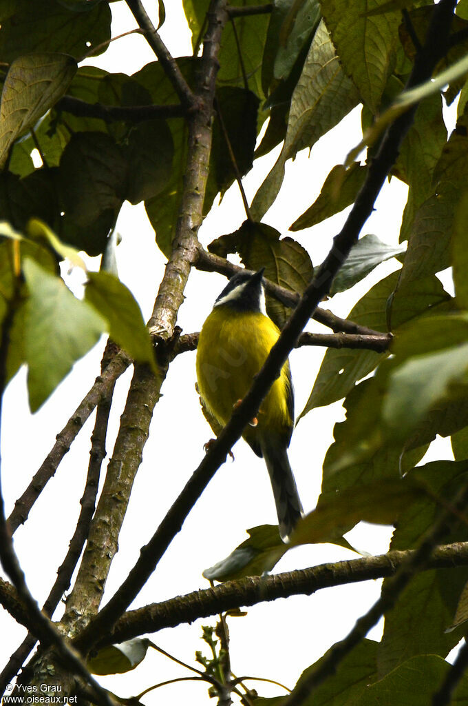 Black-throated Apalis