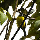 Apalis à gorge noire