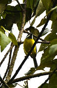 Apalis à gorge noire