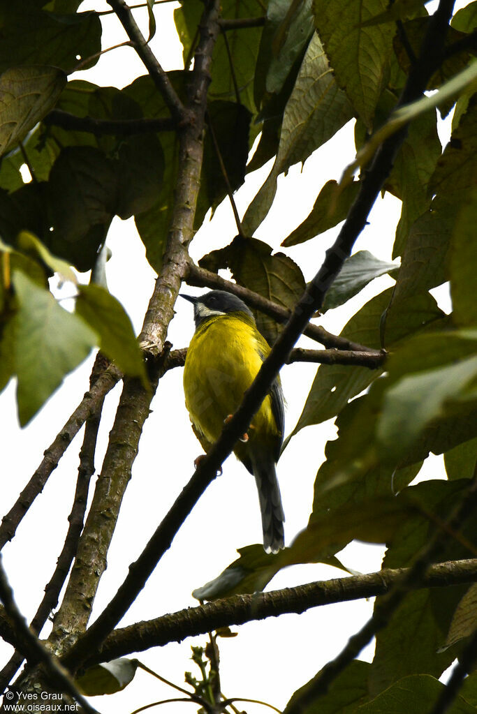 Black-throated Apalis