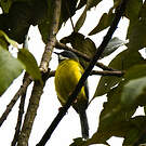 Apalis à gorge noire