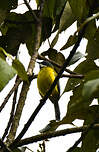 Apalis à gorge noire