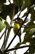 Black-throated Apalis