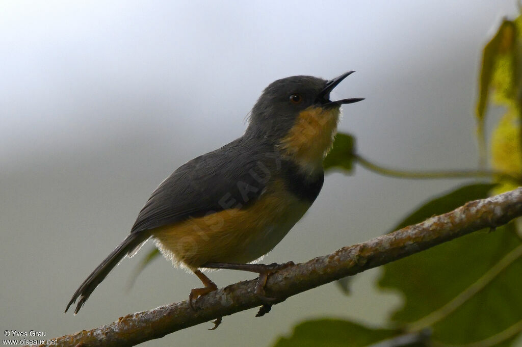 Apalis du Ruwenzori