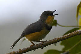 Apalis du Ruwenzori