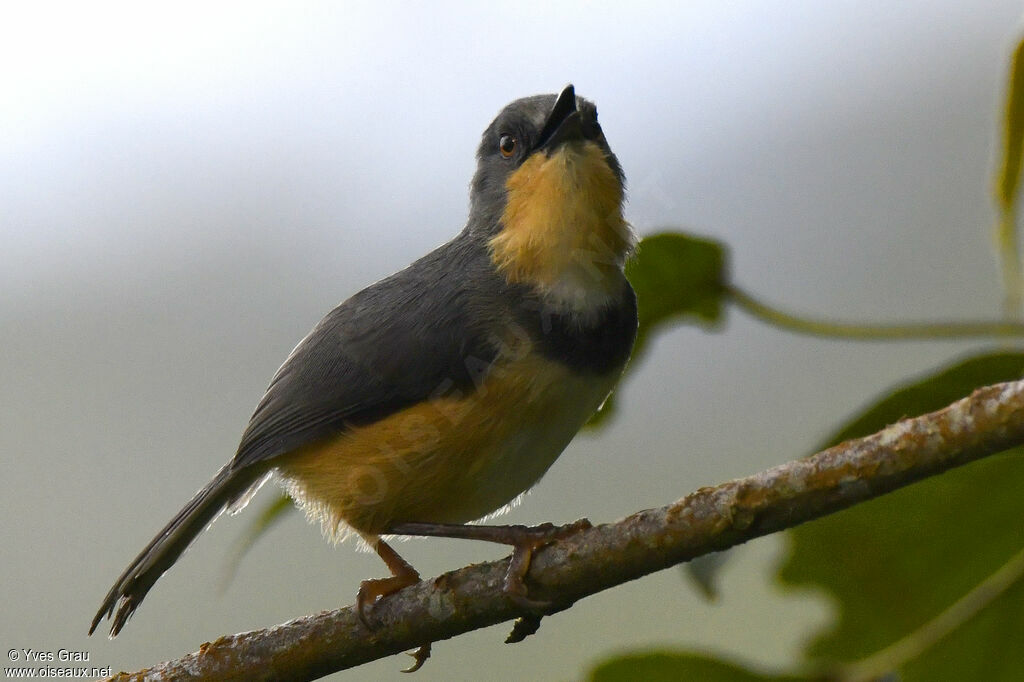 Rwenzori Apalis