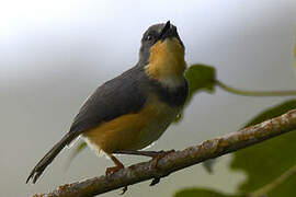 Rwenzori Apalis