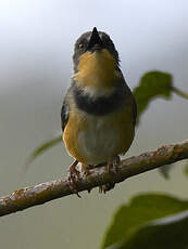 Apalis du Ruwenzori