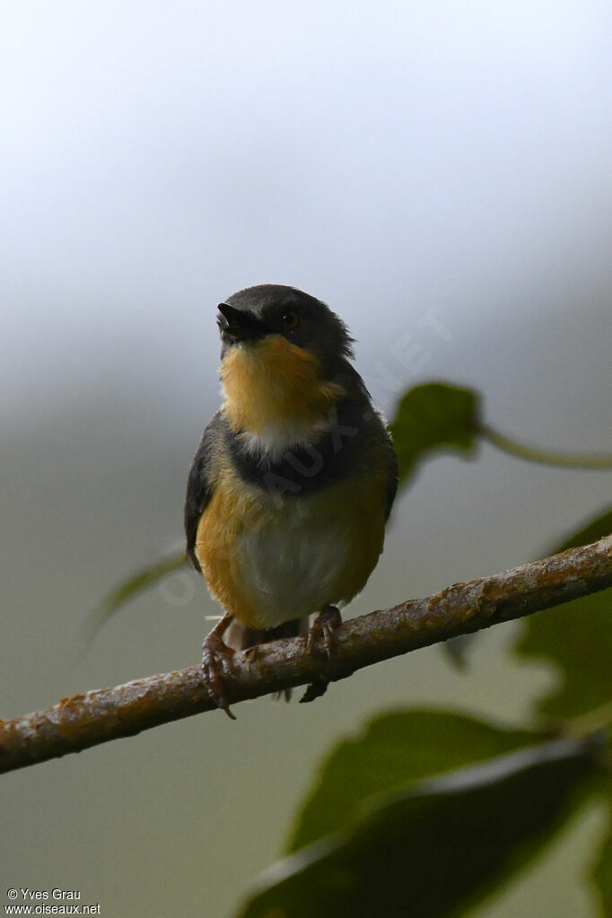 Rwenzori Apalis