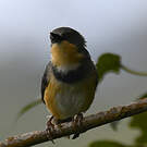 Apalis du Ruwenzori