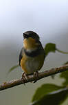 Apalis du Ruwenzori