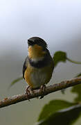 Apalis du Ruwenzori