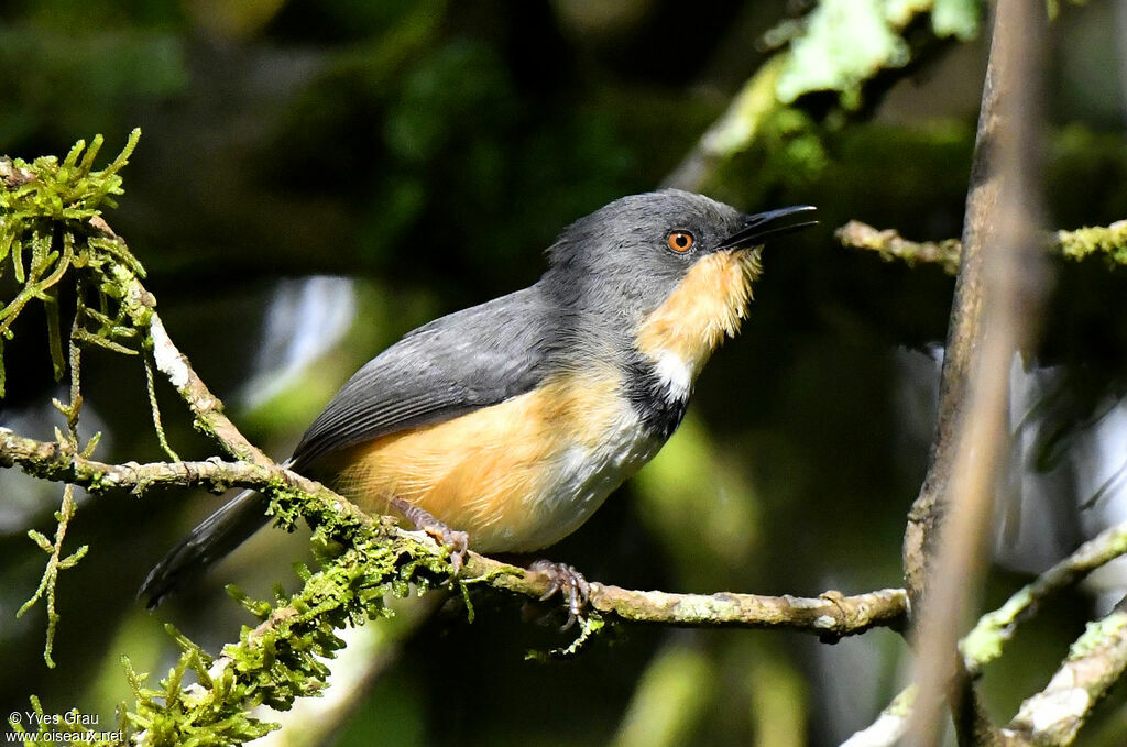 Rwenzori Apalis