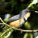 Apalis du Ruwenzori