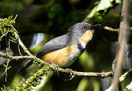 Rwenzori Apalis