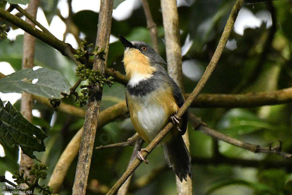 Rwenzori Apalis