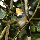 Apalis du Ruwenzori