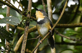 Rwenzori Apalis