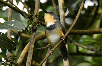 Apalis du Ruwenzori