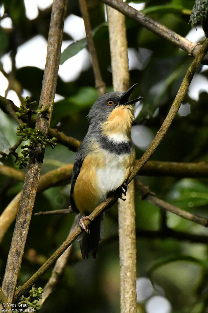 Rwenzori Apalis