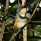 Apalis du Ruwenzori