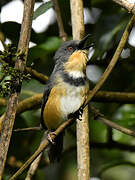 Rwenzori Apalis