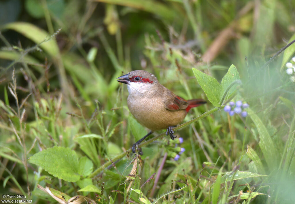 Astrild à croupion rose