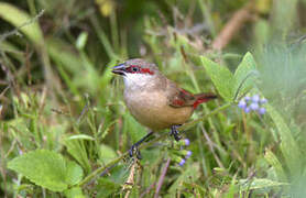 Crimson-rumped Waxbill