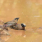 Black-faced Waxbill