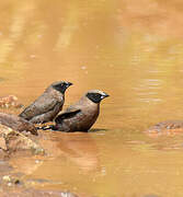 Black-faced Waxbill