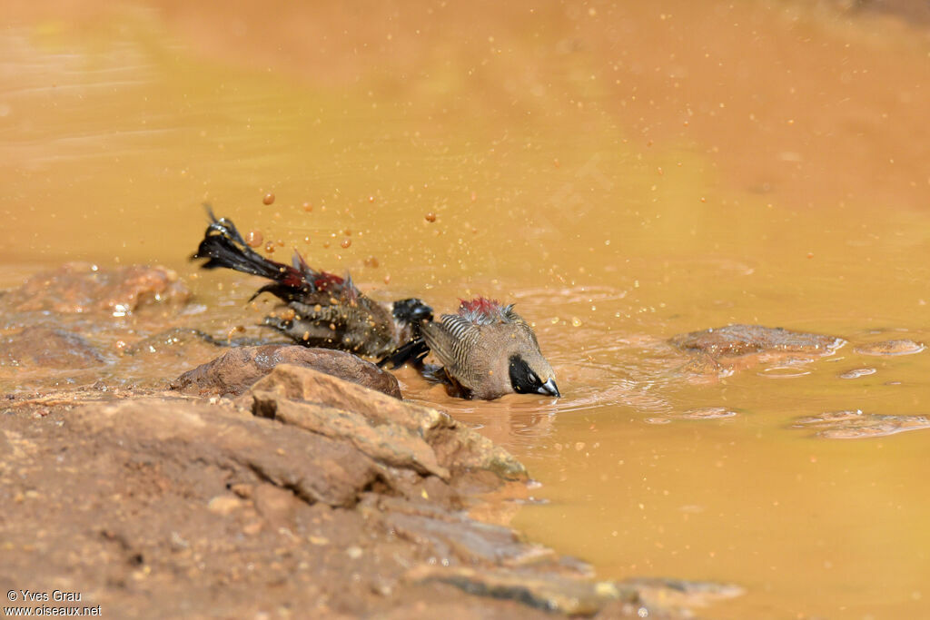 Black-faced Waxbill