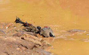 Black-faced Waxbill