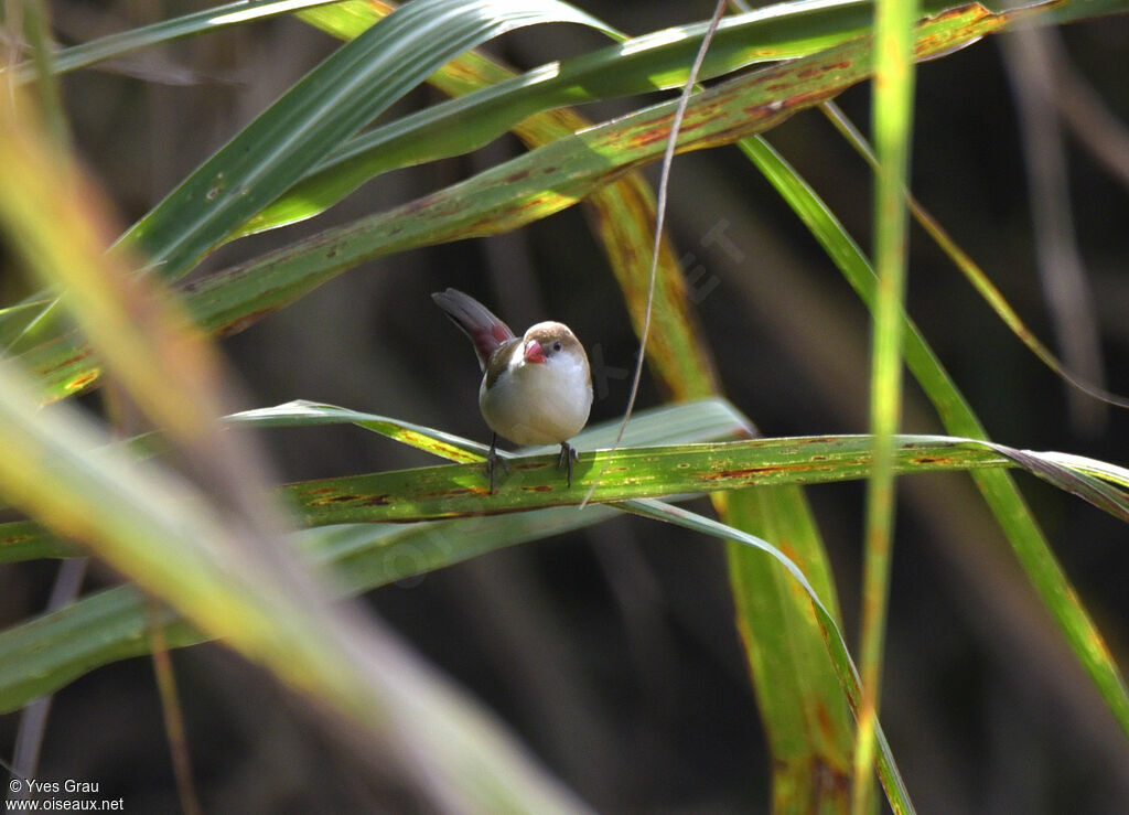 Fawn-breasted Waxbill