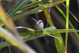 Fawn-breasted Waxbill